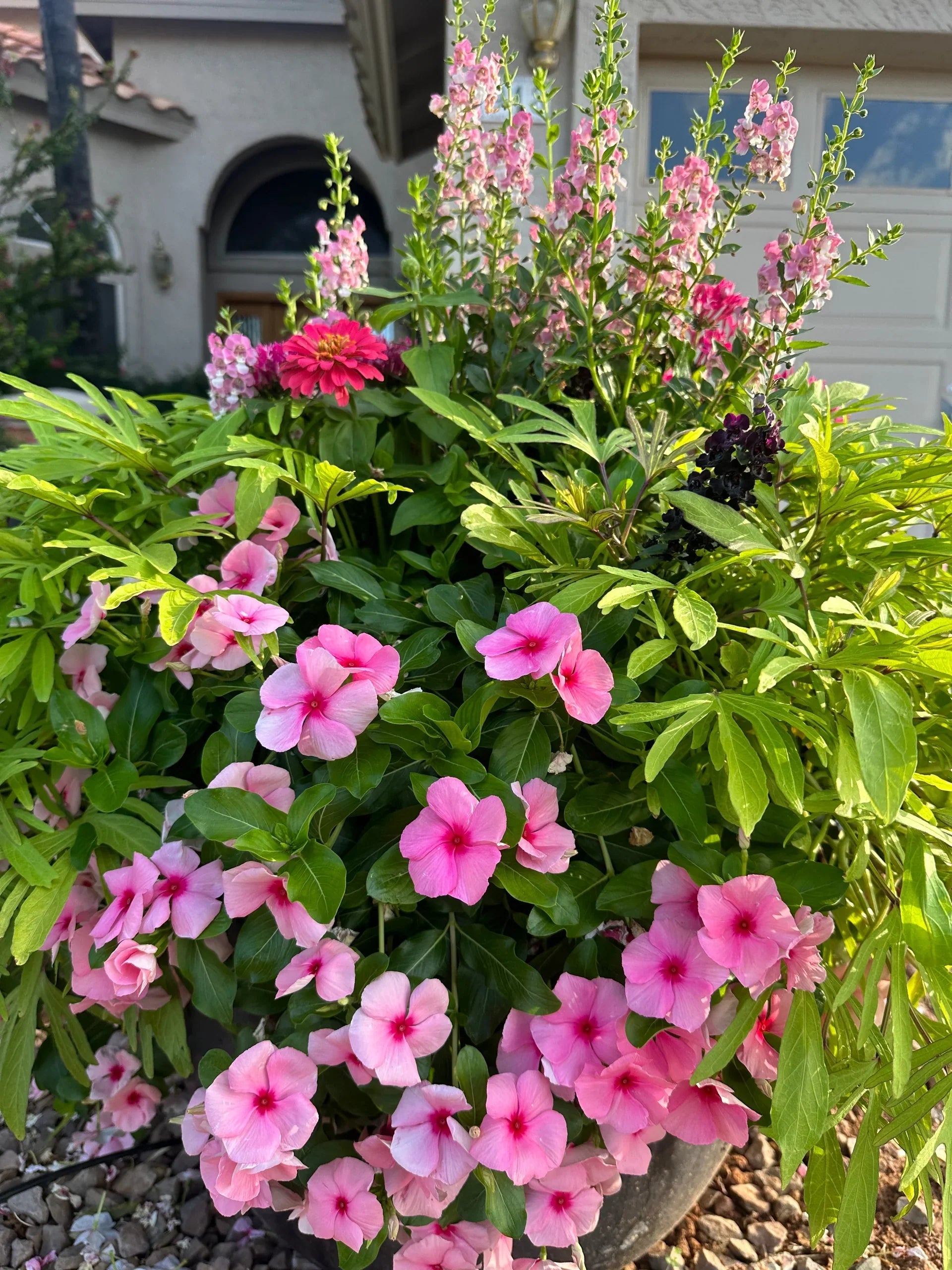 Vinca Jari Plant  Ever-Blooming Flowering Plant for Home Gardens