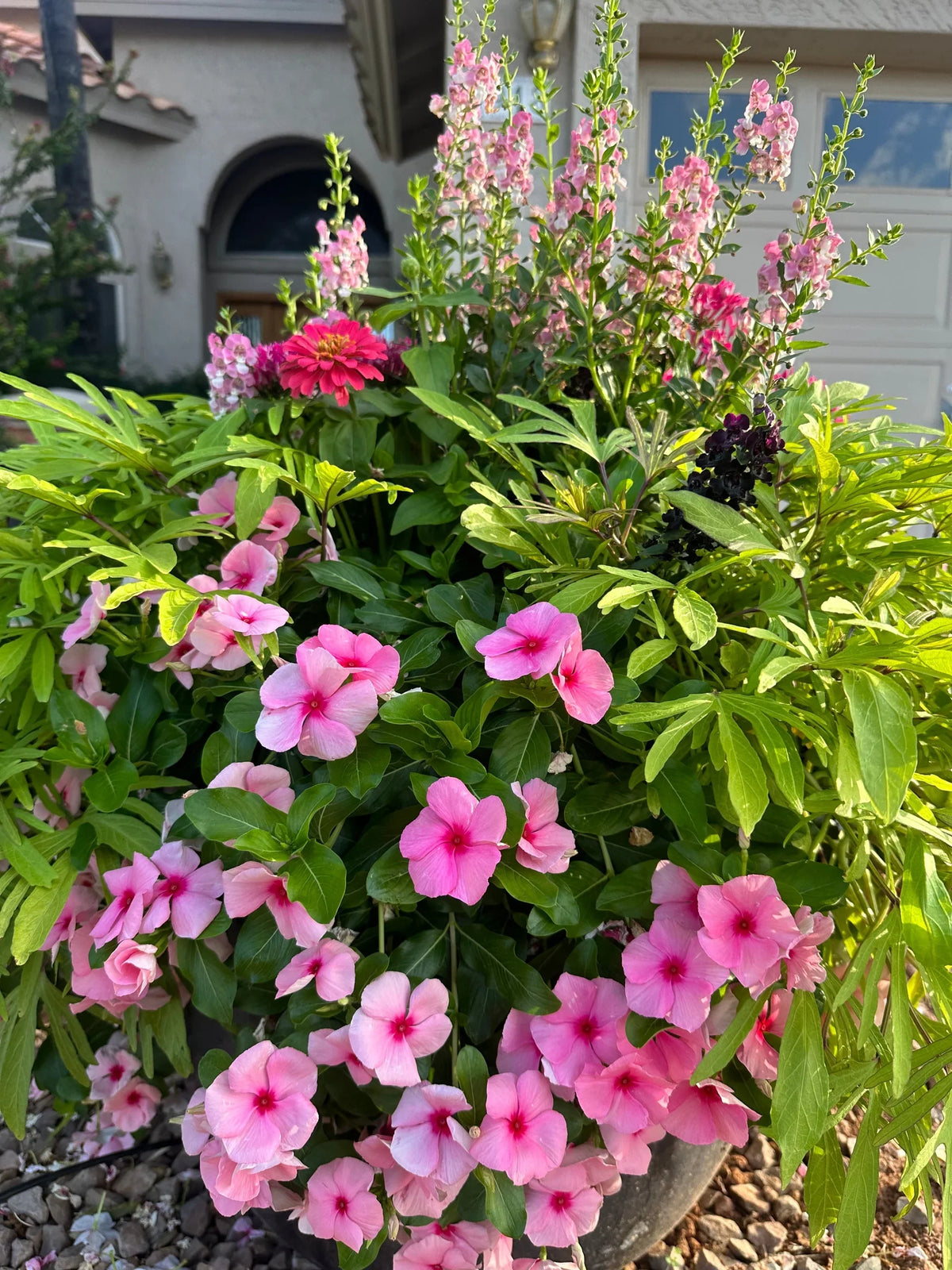 Vinca Jari Plant  Ever-Blooming Flowering Plant for Home Gardens