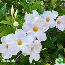 White Almanda/Allamanda Vine Plant | Flowering Climber for Home & Garden