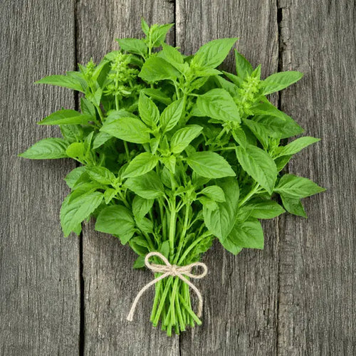White Basil Hybrid Seeds in Pakistan  Fragrant Herb Seeds for Culinary Use