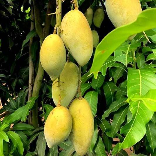 White Chonsa Mango Plant  1.5 Years Old