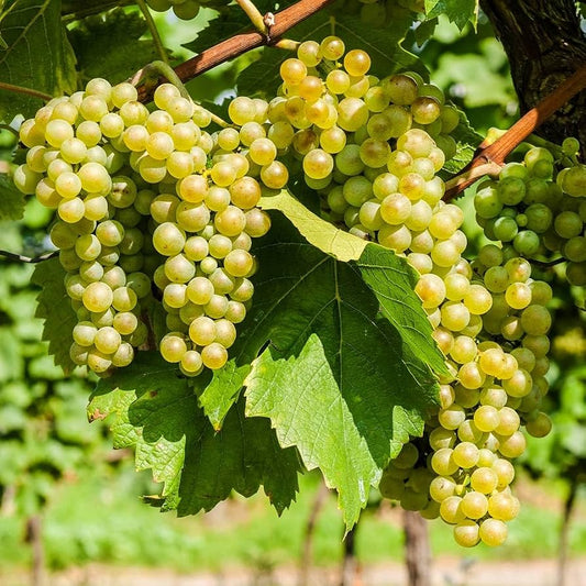 White Gola Grapes Plant (Chaman)  2-Year-Old Fruiting Vine