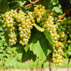 White Gola Grapes Plant (Chaman)  2-Year-Old Fruiting Vine