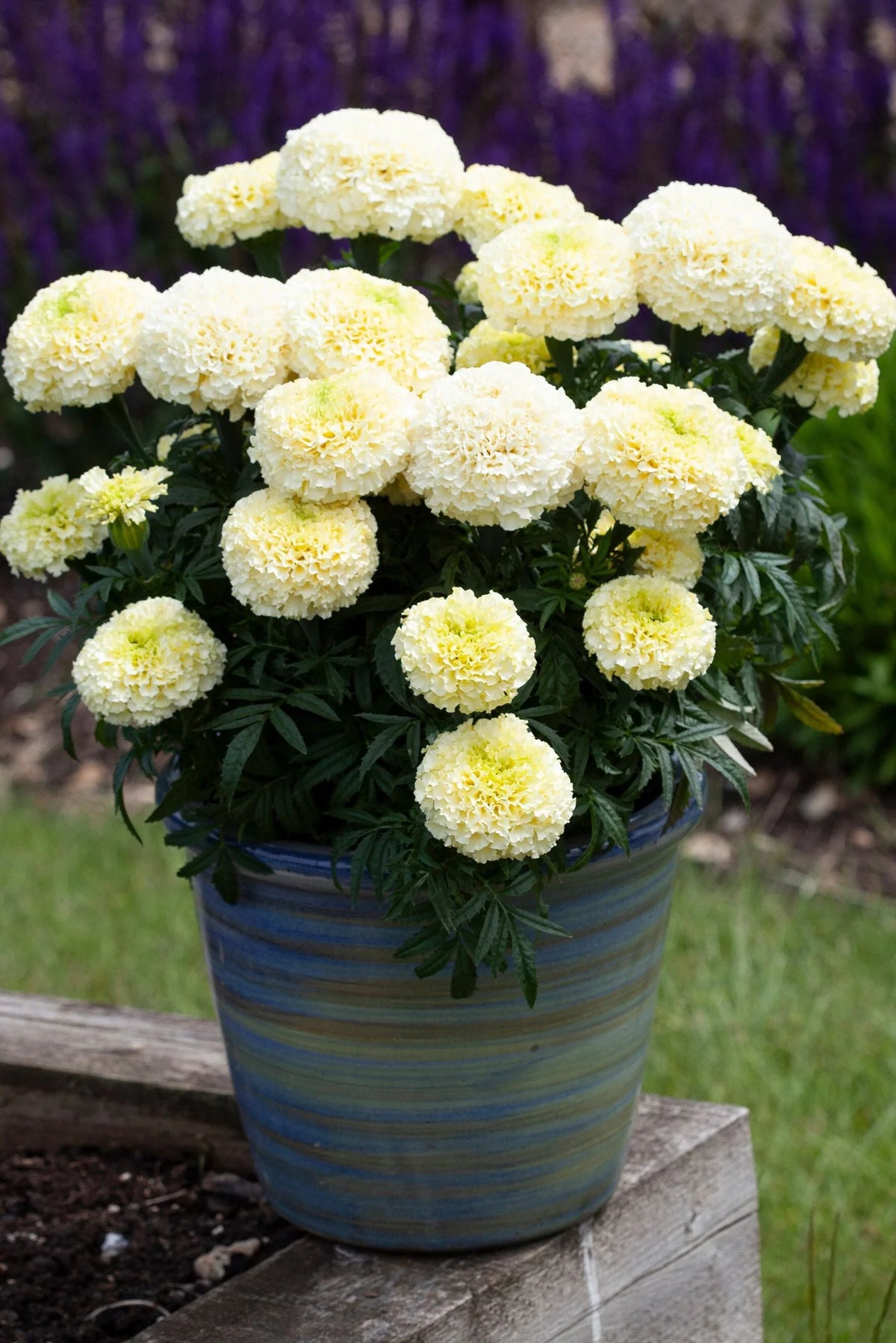 White Marigold Plant  Elegant & Easy-Growing Flowering Plant