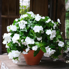 Vinca Dwarf Pure White Seeds – Heat Tolerant Summer Flower