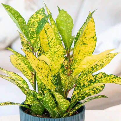 Lemon / Yellow Croton  Bright Decorative Foliage Plant for Home & Garden