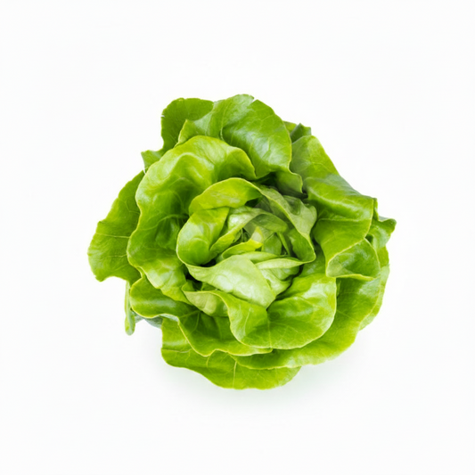 Organic Lettuce Seeds (Salad Pata)  Imported, Chemical-Free for Pakistans Winter Gardening
