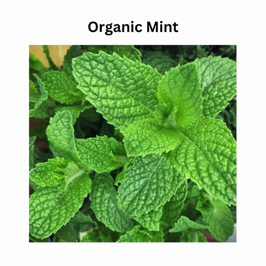 Organic Podina (Mint) Seeds  Chemical-Free Herb for Home Gardening