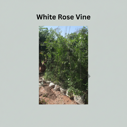 White Climbing Rose Plant (Big Size) – Elegant Fragrant Rose Vine